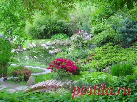 Запись на стене Самые неприхотливые растения для сада.Пожалуй точно не ошибусь, если скажу: большинство из нас хотят иметь растения, за которыми было бы легко ухаживать. И это понятно: где взять время для капризных? Поэтому хорошо иметь в арсенале именно неприхотливые растения. А для этого надо их знать,..