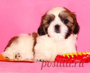 Щенки ши-тцу - Купить щенка ши-тцу Москва - Питомник ши-тцу Москва - щенки ши-тцу