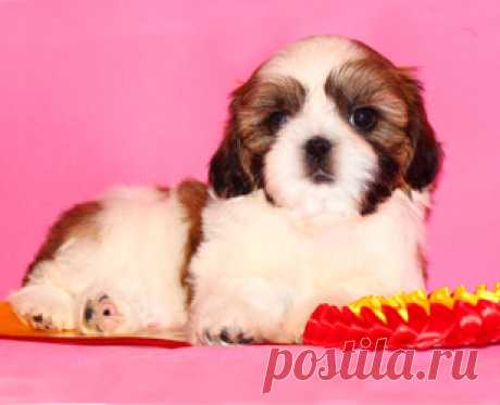 Щенки ши-тцу - Купить щенка ши-тцу Москва - Питомник ши-тцу Москва - щенки ши-тцу