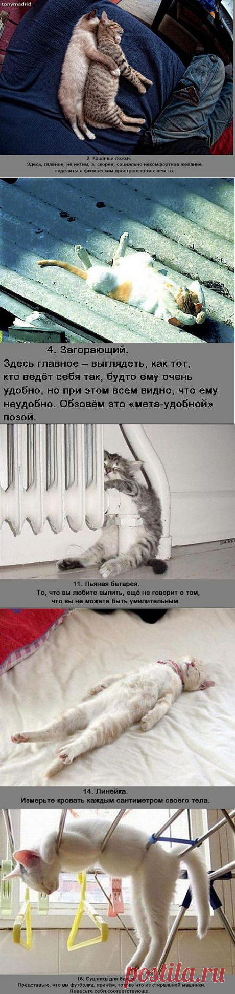 (+1) - Забавные позы спящих котов | Четвероногий юмор