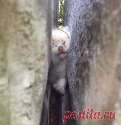Спасение крошечного котенка, застрявшего между камней | Все о наших питомцах