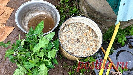 Сад огород life | На этой подкормке любые овощи растут как на дрожжах, подкормите в первой половине лета.