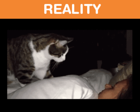 Жизнь с котом: ожидание против суровой реальности / Питомцы
