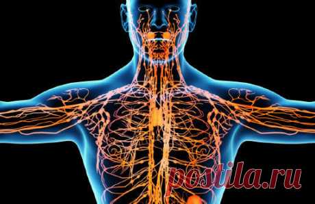 ПЯТЬ ТРАВ ЛИМФОСТИМУЛЯТОРОВ. ИЗБАВЯТ ОТ ЗАСТОЯ ЛИМФЫ

#ВЪДИ #Исторiя #Человъкъ #Образованiе #Растенія #Питаніе #Книгi

Существует целая группа болезней, связанных с синдромом лимфатического застоя. Между тем группа этих болезней распространена необычайно широко.

Мы сталкиваемся с застоем лимфы почти при всех заболеваниях мочеполовых органов и органов пищеварения, а также легких.

Лимфа (от лат.lympha - влага) - прозрачная, слегка опалесцирующая жидкость, находящаяся в лим...