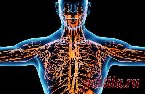 ПЯТЬ ТРАВ ЛИМФОСТИМУЛЯТОРОВ. ИЗБАВЯТ ОТ ЗАСТОЯ ЛИМФЫ

#ВЪДИ #Исторiя #Человъкъ #Образованiе #Растенія #Питаніе #Книгi

Существует целая группа болезней, связанных с синдромом лимфатического застоя. Между тем группа этих болезней распространена необычайно широко.

Мы сталкиваемся с застоем лимфы почти при всех заболеваниях мочеполовых органов и органов пищеварения, а также легких.

Лимфа (от лат.lympha - влага) - прозрачная, слегка опалесцирующая жидкость, находящаяся в лим...