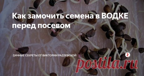 Как замочить семена в ВОДКЕ перед посевом Наступает пора, когда необходимо сеять семена на рассаду. Именно сейчас очень важно знать, как повысить всхожесть семян. Приведу очень простой, но эффективный способ.