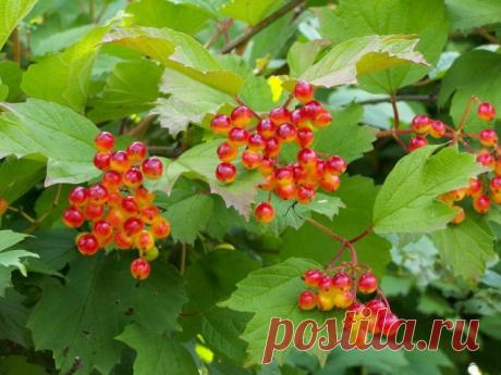 Калина – всё о выращивании