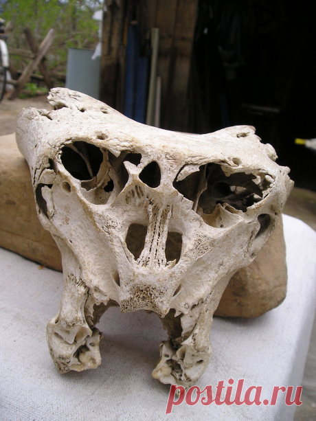 Этот же череп но в другом ракурсе