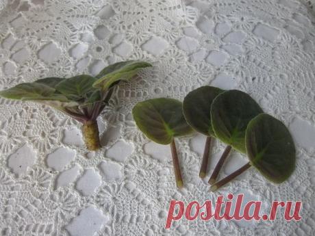 (51) Одноклассники