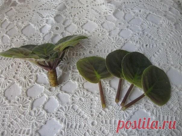 (51) Одноклассники