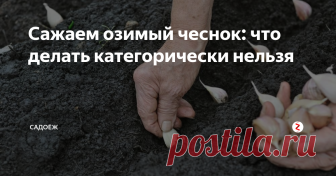Сажаем озимый чеснок: что делать категорически нельзя 7 главных ошибок посадки озимого чеснока: мой неудачный опыт
