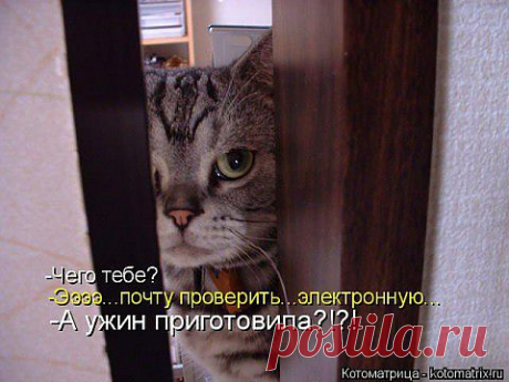 Кошки:)))).
