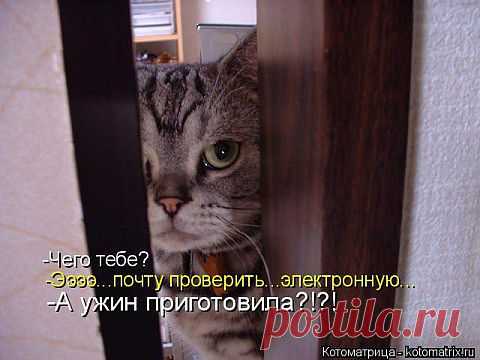 Кошки:)))).