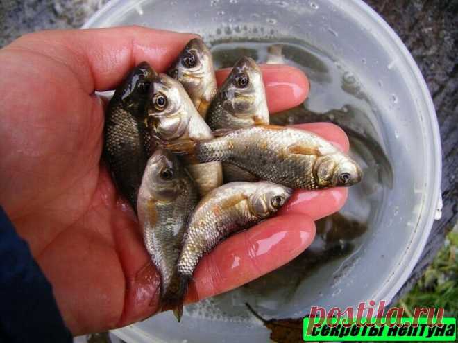 Как и чем ловить живца. | 🐠🔱 Секреты Нептуна 🔱🐠 | Яндекс Дзен