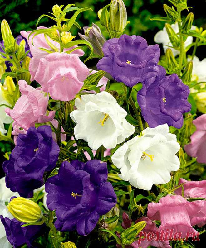 Чашка с блюдцем | ЗЕЛЕНЫЙ МИР С ЕЛЕНОЙ | Яндекс Дзен