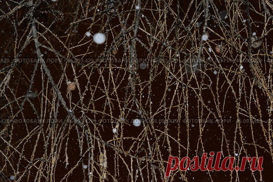 Ветви дерева зимой на фоне темного ночного неба Стоковое фото, фотограф Ilaronsia / Фотобанк Лори