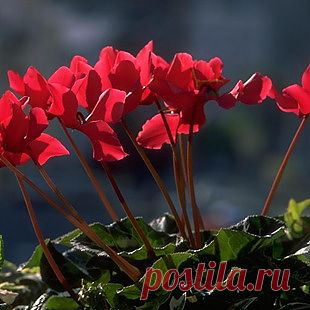 Цикламен – как ухаживать. Фото цикламена. Цикламен европейский и персидский. | Любимые цветы