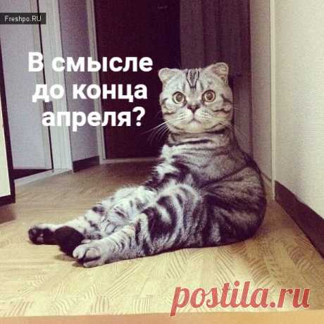 У кота разговор🏻🏻🏻