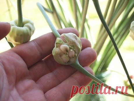 Многие садоводы привыкли сажать чеснок зубками и другого способа и не представляют. 

Посадка чеснока бульбочками 
Мы хотим рассказать вам, почему эффективнее сажать чеснок бульбочками: 

Показать полностью…