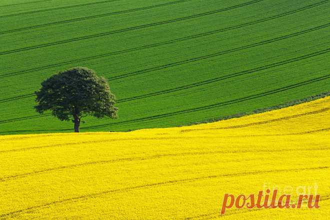 Oak Tree Split Photograph by Richard Thomas