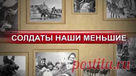 Герои войны - солдаты наши меньшие &amp;raquo; Женский Мир