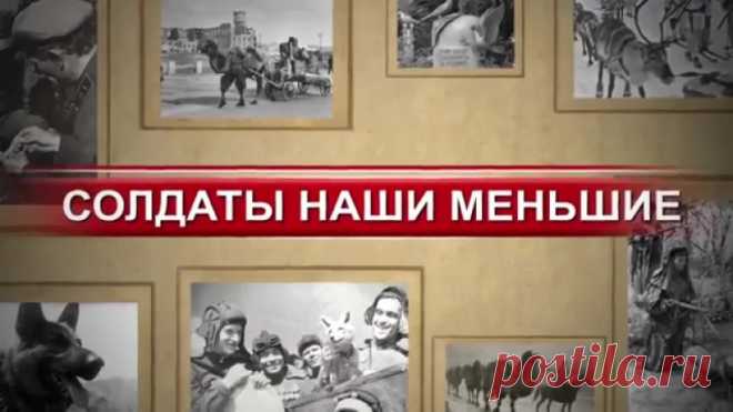 Герои войны - солдаты наши меньшие &raquo; Женский Мир