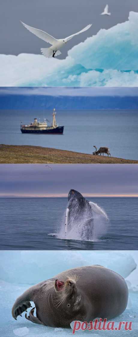 Холодная красота Арктики