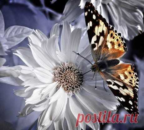 Butterfly | ali di farfalle