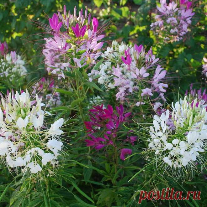 Клеома выращивание из семян когда сажать Посадка клеомы в открытый грунт Уход и фото цветов