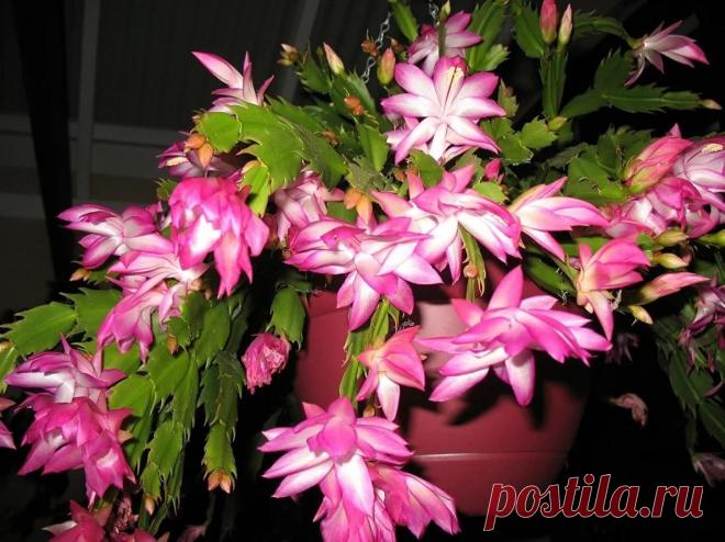 Сделать так, чтобы декабрист заложил сотни бутонов, под силу даже новичку. Напоминаю, что именно нужно делать декабристы цветы