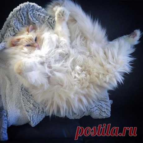 Дневник Хобб