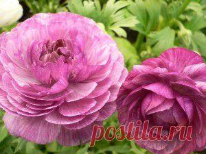 Ранункулюс (садовый лютик)