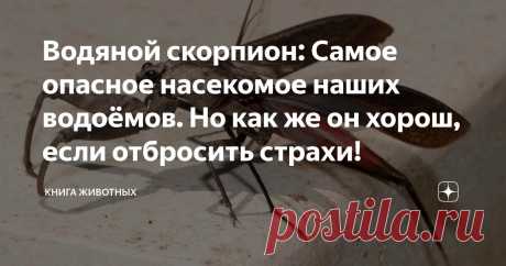 Водяной скорпион: Самое опасное насекомое наших водоёмов. Но как же он хорош, если отбросить страхи! Статья автора «Книга животных» в Дзене ✍: Готовь сани летом, а про обыкновенного водяного скорпиона читай зимой. Чтобы потом не было: «а мы такое не видели, нас не предупреждали!».
