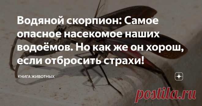 Водяной скорпион: Самое опасное насекомое наших водоёмов. Но как же он хорош, если отбросить страхи! Статья автора «Книга животных» в Дзене ✍: Готовь сани летом, а про обыкновенного водяного скорпиона читай зимой. Чтобы потом не было: «а мы такое не видели, нас не предупреждали!».