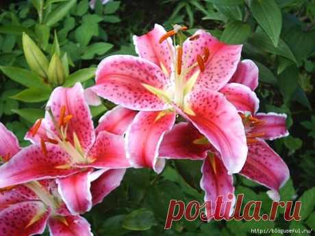 Как правильно следует сажать замечательные цветы лилии