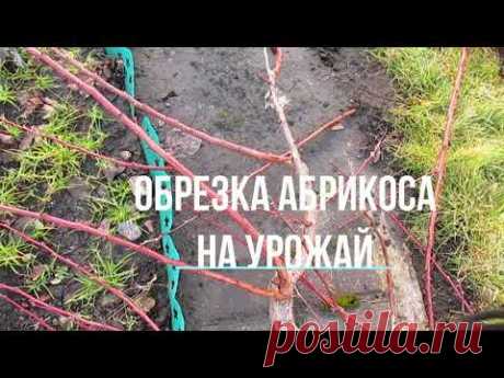 ОБРЕЗКА АБРИКОСА НА УРОЖАЙ.