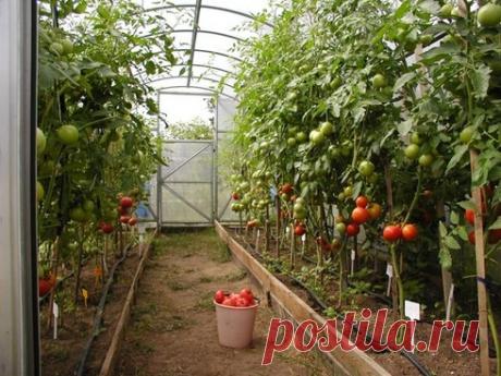 Как осуществляется подкормка помидоров в теплице после высадки