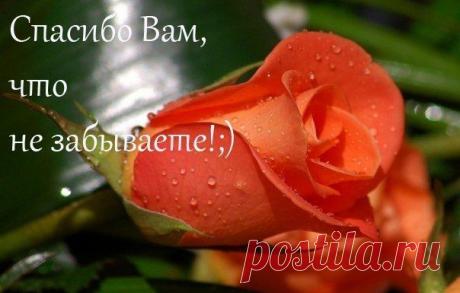 Голосование Мисс/Мистер