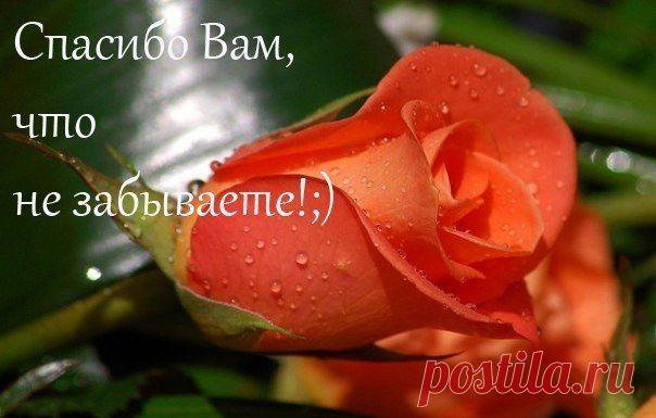 Голосование Мисс/Мистер