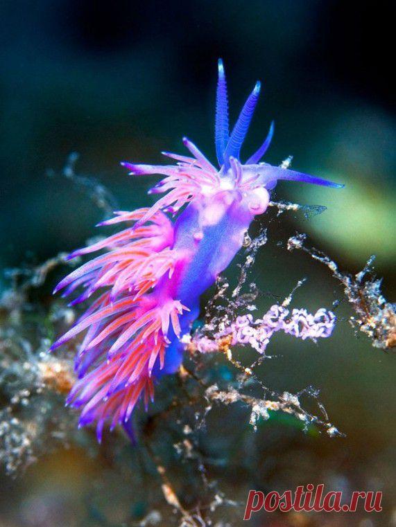 Красота подводного мира Николаса Самараса (Nicholas Samaras). Уникальный фотопроект о том, что скрыто от наших глаз...