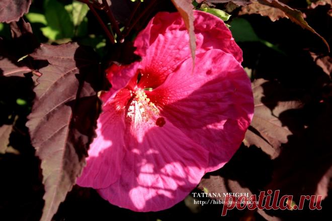 СЕМЕНА ТРАВЯНИСТЫХ ГИБИСКУСОВ - №18-17 -7шт