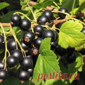 Картофельные очистки – лучшее удобрение для смородины