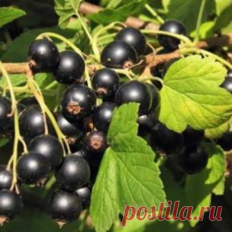 Картофельные очистки – лучшее удобрение для смородины