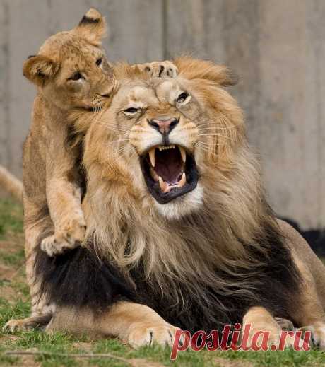 african-lions.jpg (837×944)