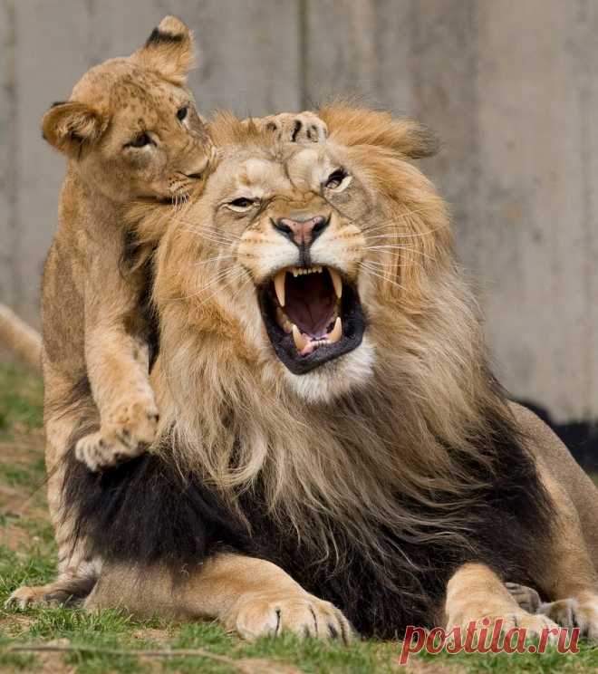 african-lions.jpg (837×944)