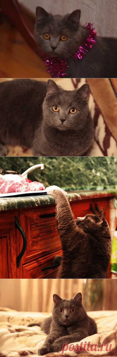 Упрямый Котэ - Фишки.нет