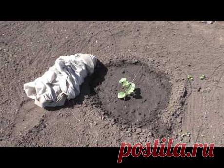 Большой обзор моего участка на первое июля. Часть 2.