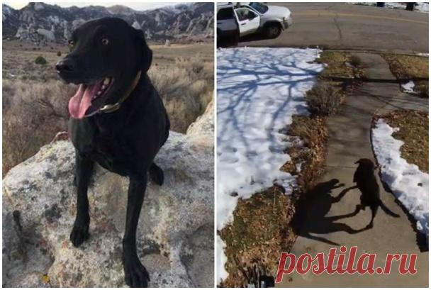 Скромняга пес не растерялся, когда к дому подбежали воры 9-летний лабрадор-ретривер по кличке Зиро (Zero) всегда был отъявленным скромнягой и домоседом. По словам хозяев, их пес очень игривый и добрый, но жутко пугливый.

С его нежной натурой, Зиро вряд ли сгодился бы в качестве сторожевого пса. Но недавно этот герой шокировал всех членов семьи своей хр