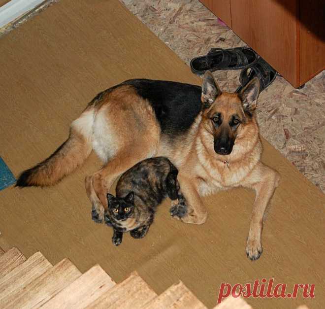 Тари и Чмока