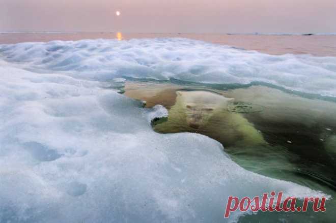 Победители фотоконкурса National Geographic 2013